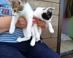 Кошки в Уфе: Очень милые и ласковые котики 2 месяцев Мальчик, Бесплатно - фото 2