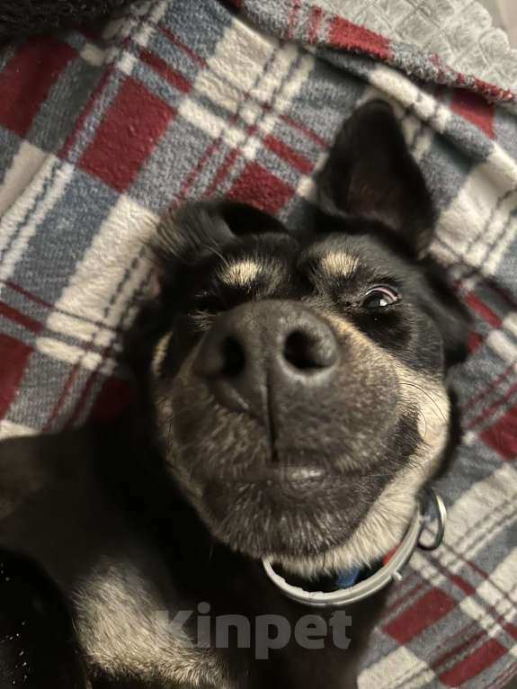 Собаки в Павловском Посаде: Идеальная собака в добрые руки Девочка, Бесплатно - фото 2