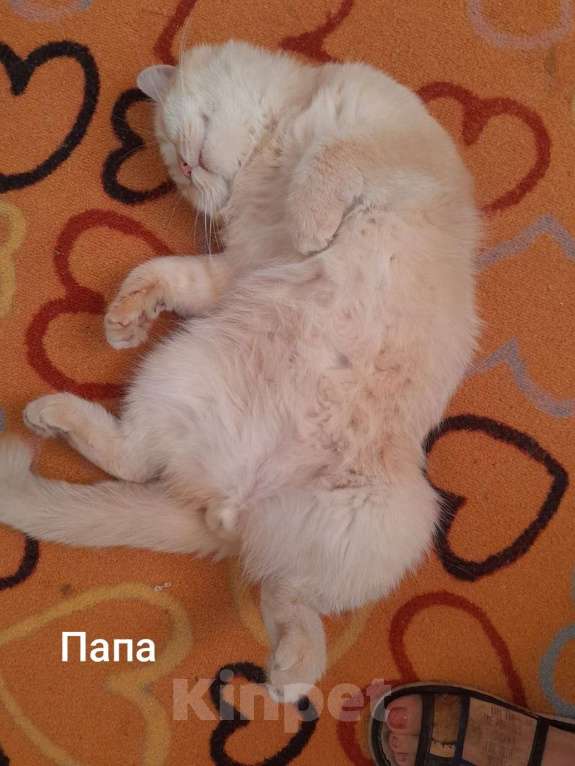 Кошки в Краснодаре: Нежно персиковая Девочка, 4 000 руб. - фото 5