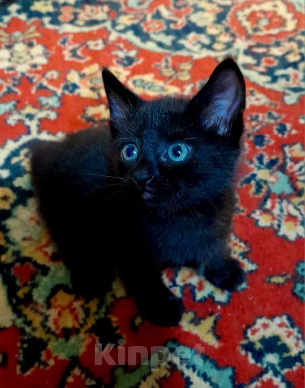 Кошки в других городах Нижегородской области: Котик Мальчик, 1 руб. - фото 2