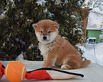 Собаки в Санкт-Петербурге: Сиба девочка Мальчик, 80 000 руб. - фото 3