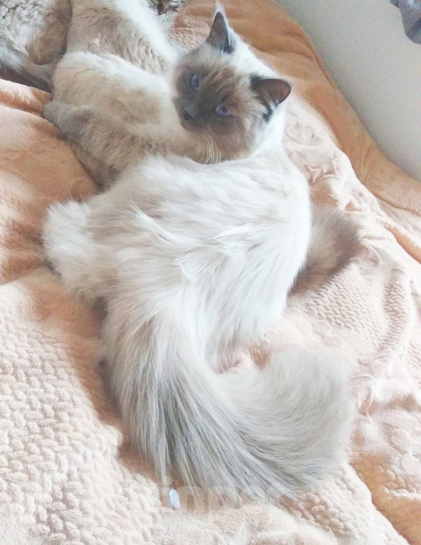 Кошки в Краснодаре: Котята Невская маскарадная кошечка котик пушистые блю поинт окрас Мальчик, 17 000 руб. - фото 5