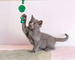 Кошки в Раменском: Кошачий ангел котенок Отти в добрые руки Мальчик, 1 руб. - фото 6