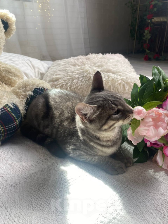 Кошки в Воронеже: Уличный котенок ищет дом Мальчик, Бесплатно - фото 4