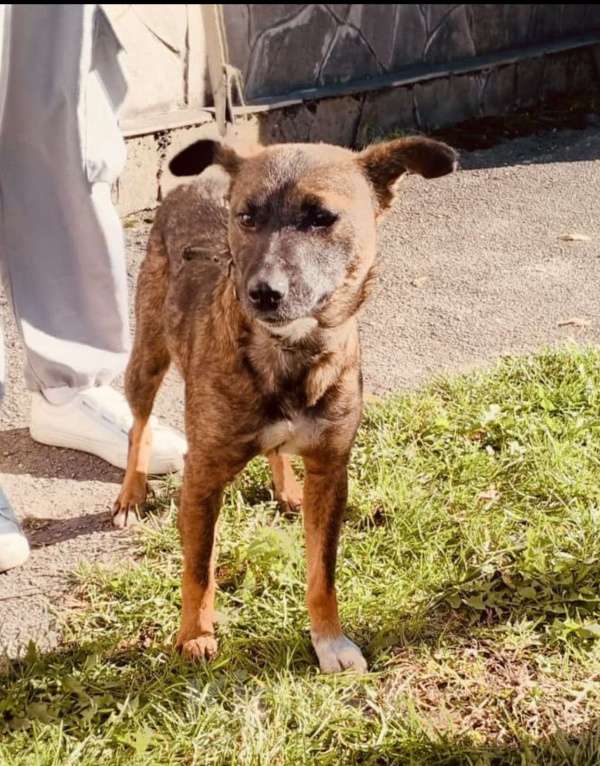 Собаки в других городах Владимирской области: Ласковая и маленькая собачка с улицы ждет, когда ее заберут домой! Девочка, Бесплатно - фото 3
