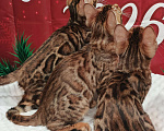 Кошки в Лыткарино: Бенгальский мальчик Майбах 3 мес  Мальчик, 20 000 руб. - фото 2