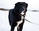 Собаки в Москве: Крупная собака ищет семью Мальчик, Бесплатно - фото 2