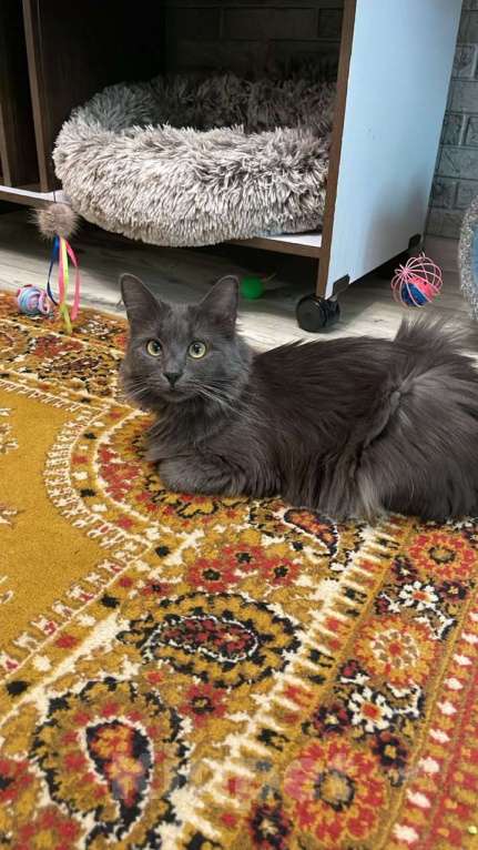 Кошки в Москве: Красавица Мушка ищет дом Девочка, 99 руб. - фото 4