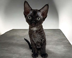 Кошки в Москве: Котенок Девон Рекс девочка дымчатая Девочка, 65 000 руб. - фото 2