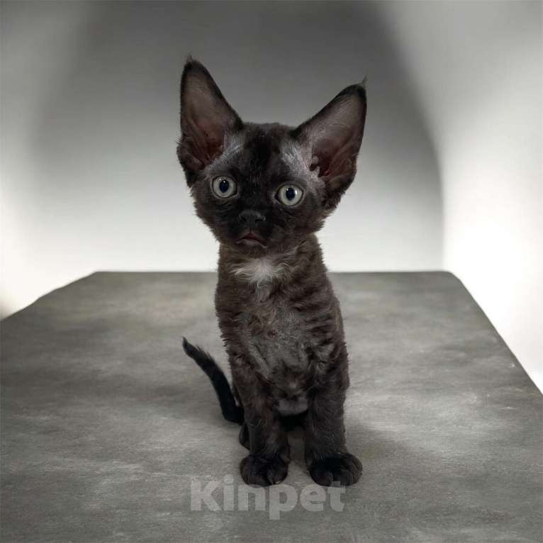 Кошки в Москве: Котенок Девон Рекс девочка дымчатая Девочка, 65 000 руб. - фото 2