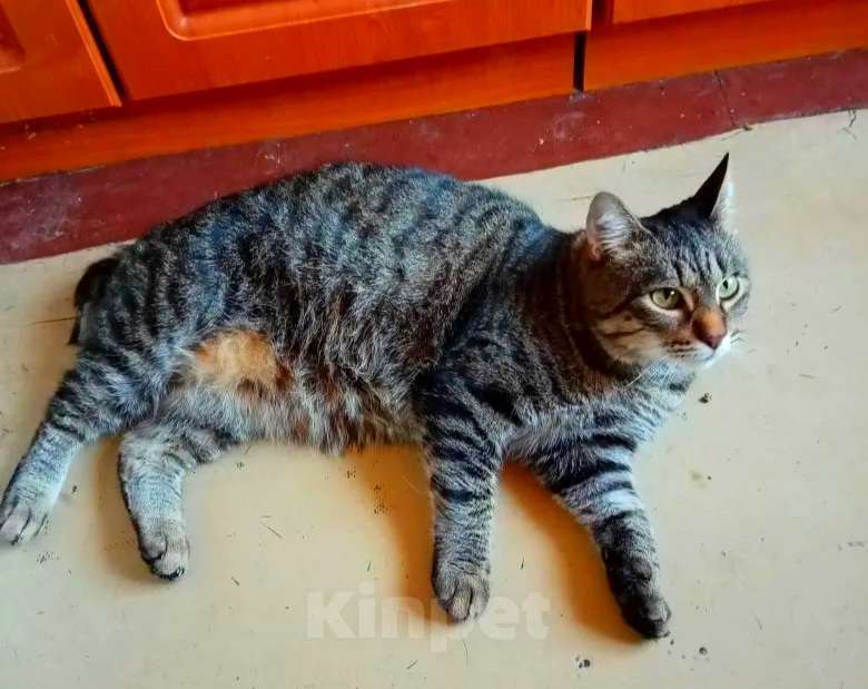 Кошки в Москве: Мишка великолепный супер ручной Мальчик, Бесплатно - фото 6