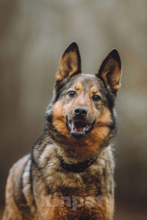 Собаки в Москве: Собака в добрые руки Девочка, Бесплатно - фото 1