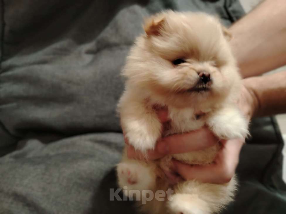 Собаки в Москве: микро щенок шпиц Мальчик, 85 555 руб. - фото 2