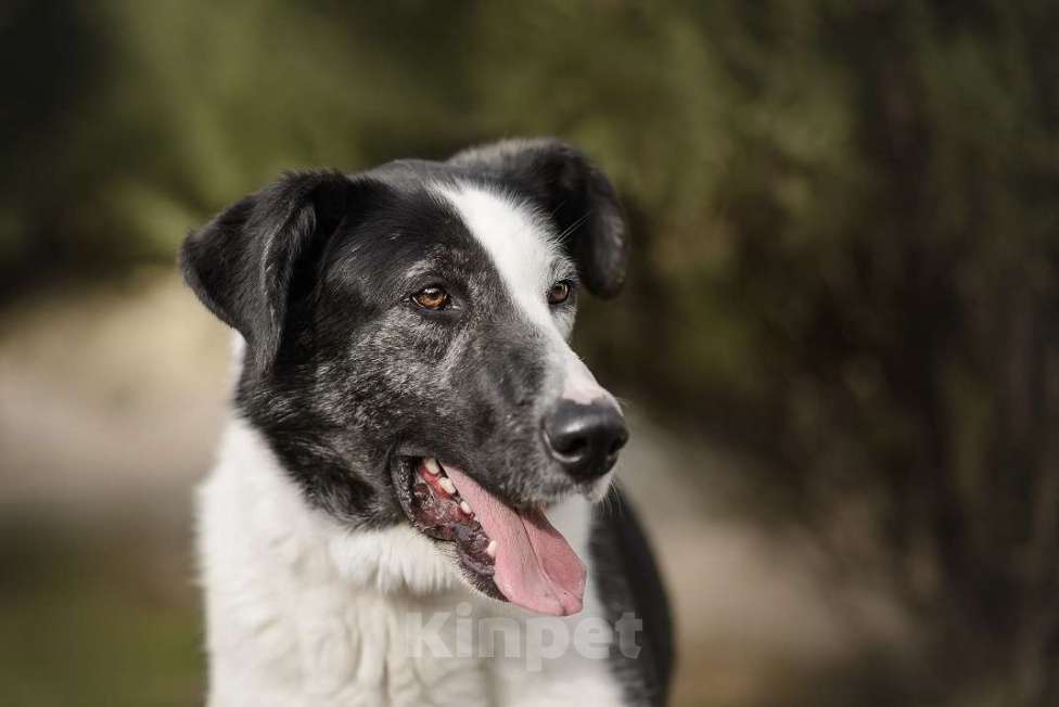 Собаки в Москве: Бим Мальчик, Бесплатно - фото 5
