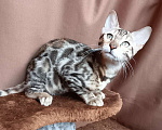 Кошки в других городах Свердловской области: Бенгальский котёнок Девочка, Бесплатно - фото 1