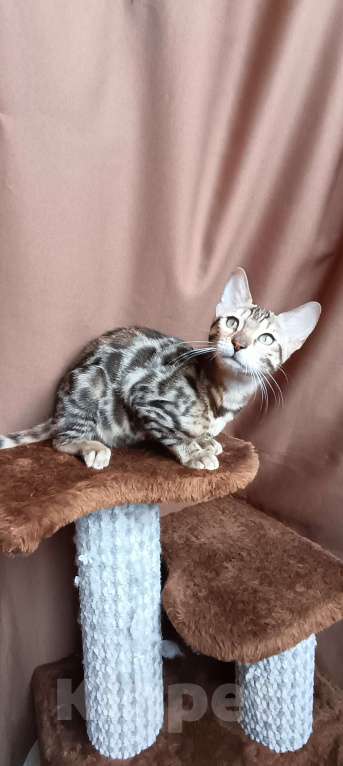 Кошки в других городах Свердловской области: Бенгальский котёнок Девочка, Бесплатно - фото 1