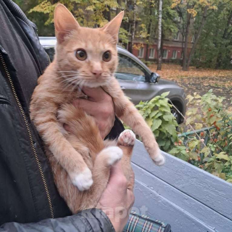 Кошки в Красногорске: Маленькая Стеша 4,5 месяца очень ждет родителей  Девочка, Бесплатно - фото 6