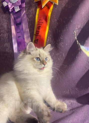 Кошки в Москве: Котенок-чемпион Девочка, 70 000 руб. - фото 3