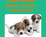 Собаки в Перми: Джек-рассел терьер Мальчик, Бесплатно - фото 1