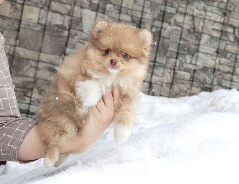 Собаки в Москве: КРАСАВЧИК с шоколадным носиком Мальчик, 29 000 руб. - фото 5