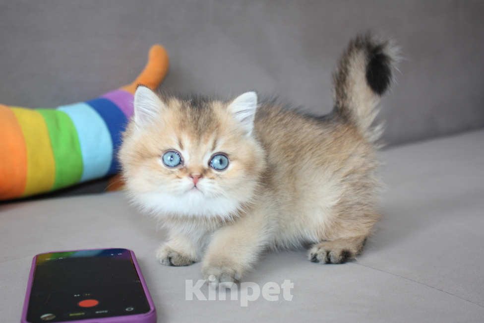 Кошки в Нижнем Новгороде: Котик шотландский Мальчик, 35 000 руб. - фото 3