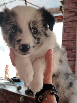 Щенок бордер колли