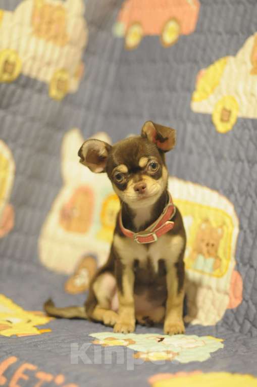 Собаки в Омске: Чудо как хороши наши малыши Девочка, Бесплатно - фото 2