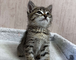 Кошки в Волгограде: Отдам котят в добрые руки Мальчик, Бесплатно - фото 2