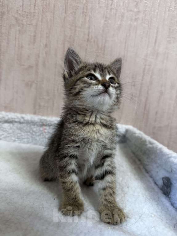 Кошки в Волгограде: Отдам котят в добрые руки Мальчик, Бесплатно - фото 2