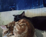Кошки в Томске: Чёрный Мейкун по кличке Уголёк (мальчик)! Мальчик, 7 000 руб. - фото 3