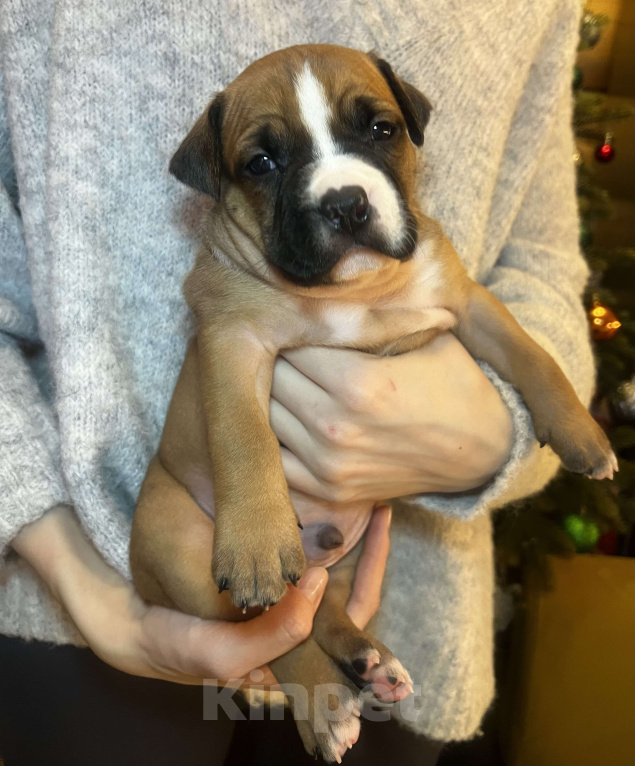 Собаки в Москве: Щенок американского стаффордширского терьера!  Мальчик, 75 000 руб. - фото 3