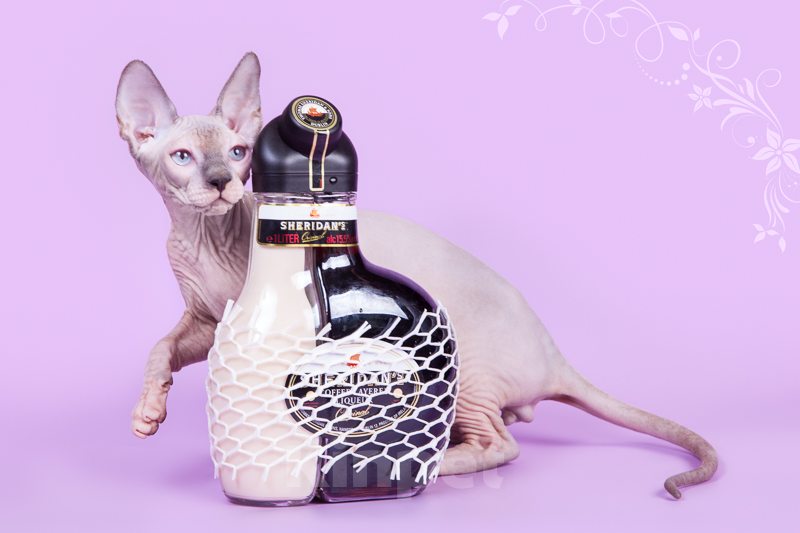 Кошки в Москве: Питомник Скорпион предлагает котят. Мальчик, Бесплатно - фото 8