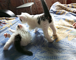 Кошки в Нижнем Новгороде: Феня Мальчик, Бесплатно - фото 3