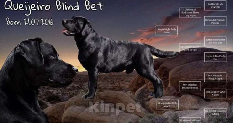 Собаки в Краснодаре: Щенок Лабрадор-ретривер Мальчик, 10 000 руб. - фото 4