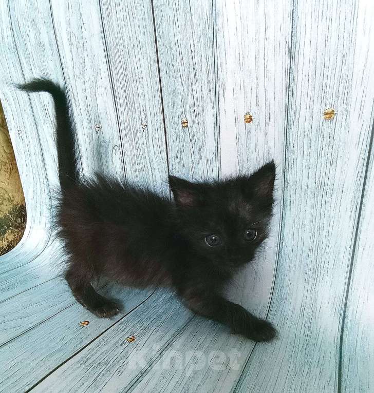 Кошки в Москве: Спокойный котенок ищет дом Мальчик, 1 руб. - фото 4