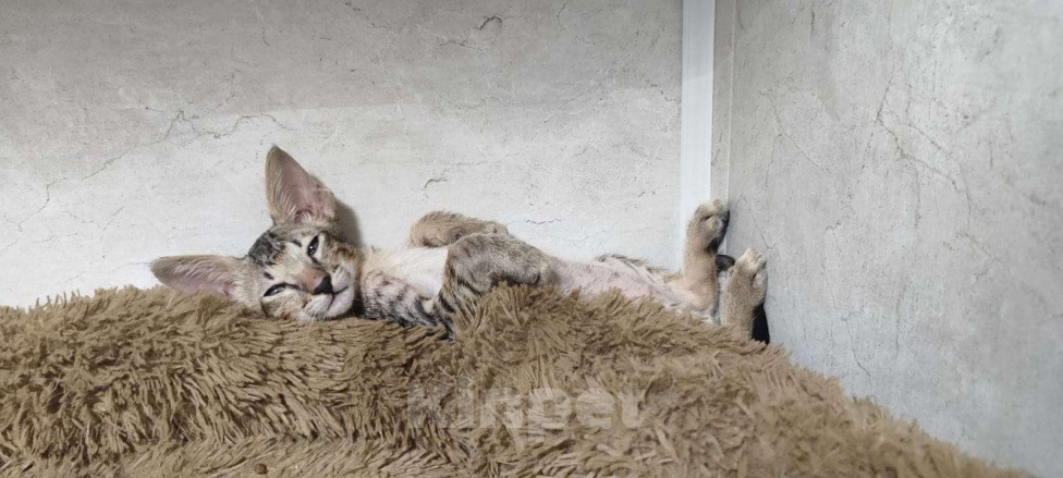 Кошки в Новосибирске: Петерболд Вариетта Мальчик, 30 000 руб. - фото 3