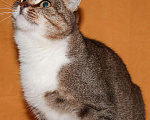 Кошки в Москве: Ласковая кошка Мурочка ищет дом, Бесплатно - фото 3