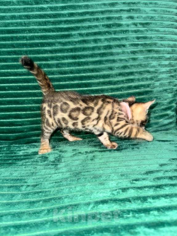 Кошки в Москве: Бенгальские котята Девочка, 25 000 руб. - фото 5