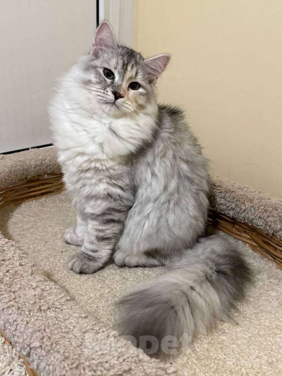 Кошки в Королеве: Сибирская кошечка Девочка, 50 000 руб. - фото 2