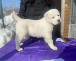 Собаки в Рязани: Наш питомник предлагает к продаже щенят среднеазиатской овчарки от титулованных родителей . Девочка, 50 000 руб. - фото 3