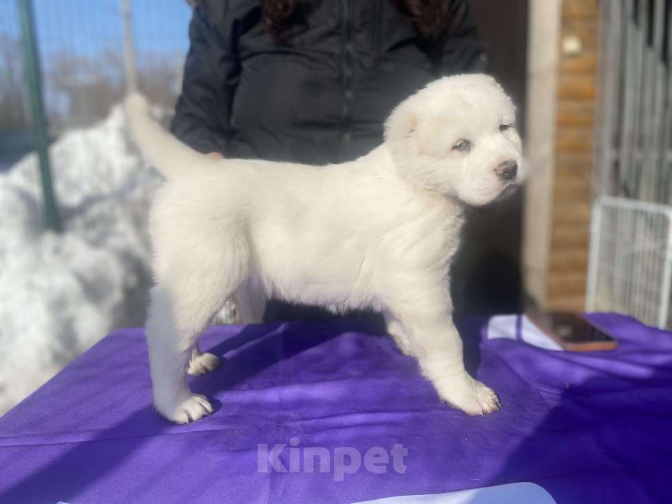 Собаки в Рязани: Наш питомник предлагает к продаже щенят среднеазиатской овчарки от титулованных родителей . Девочка, 50 000 руб. - фото 3