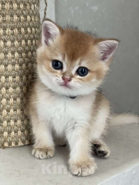 Кошки в Москве: Золотая шиншила Девочка, 35 000 руб. - фото 2