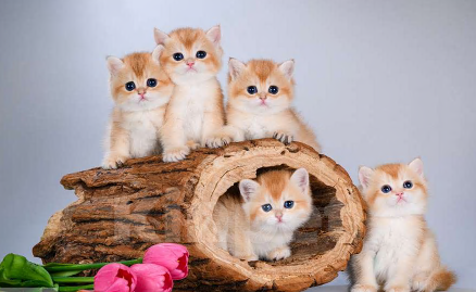 Кошки в Москве: Британские котята. Золотые шиншиллы. Мальчики и девочки. Мальчик, Бесплатно - фото 6