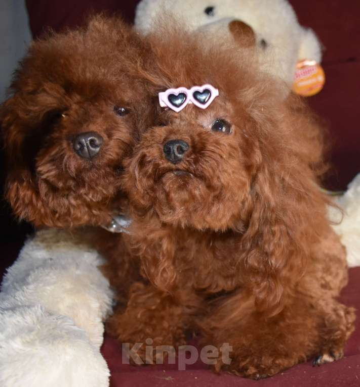 Собаки в Москве: Тедди тикап китайские пуделя Мальчик, 350 000 руб. - фото 2