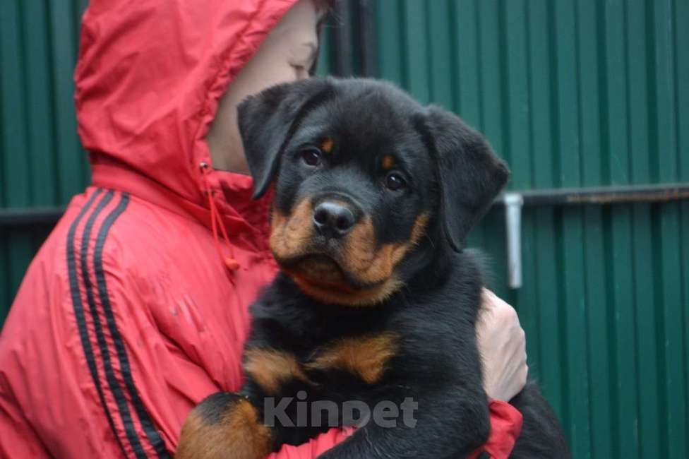 Собаки в Ельце: Деймон Мальчик, 60 000 руб. - фото 1