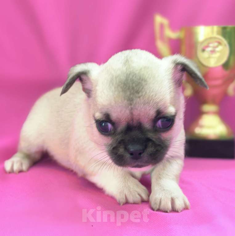 Собаки в Москве: Чихуахуа девочка гладкошерстная Девочка, 45 000 руб. - фото 3