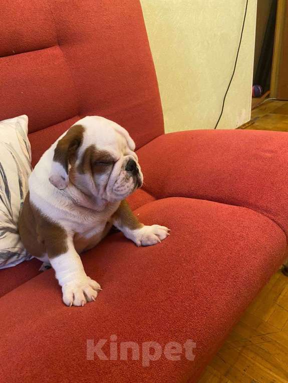Собаки в Москве: Английский бульдог мальчик Мальчик, Бесплатно - фото 2