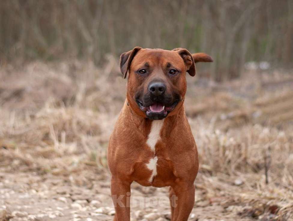 Собаки в Москве: Ярко-рыжий питбуль ПашА в добрые руки Мальчик, Бесплатно - фото 4