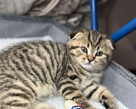 Кошки в других городах Московской области: Шотландский вислоухий котик Мальчик, 18 000 руб. - фото 2