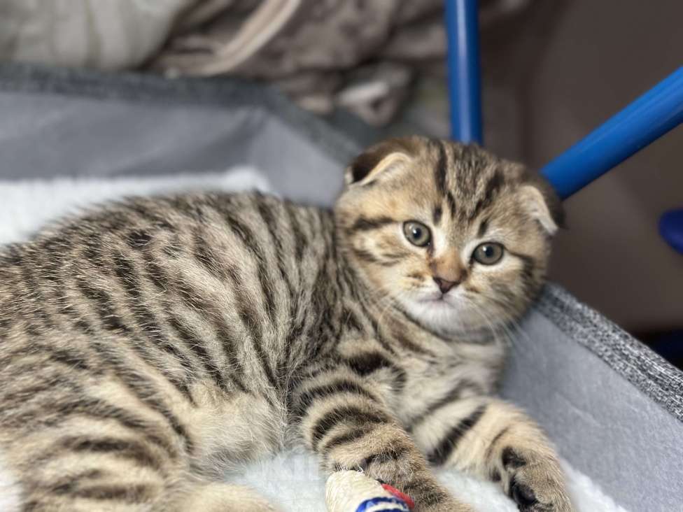 Кошки в других городах Московской области: Шотландский вислоухий котик Мальчик, 18 000 руб. - фото 2